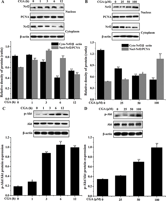 Effects of CGA on Nrf2 nuclear translocation and PI3K/Akt phosphorylation in MC3T3-E1 cells.