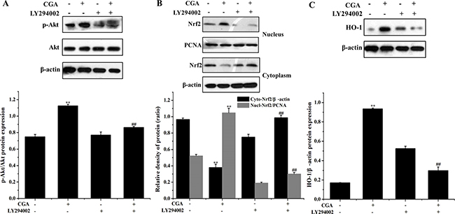 Role of the PI3K/Akt pathway in CGA-induced Nrf2 transcription and HO-1 expression.