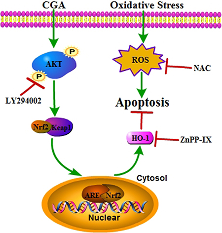 A proposed signaling pathway involved in CGA against H2O2-induced oxidative damage.