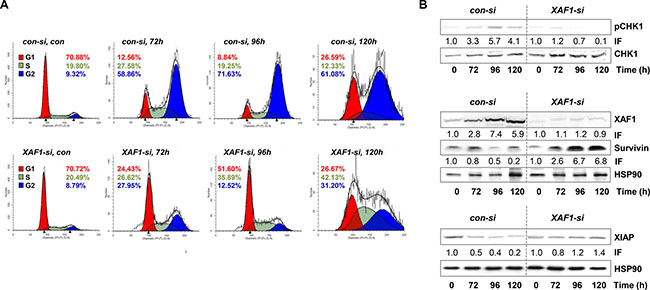 Cell cycle distribution and protein expression upon XAF1 knockdown.