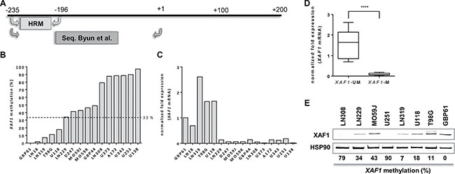 XAF1 methylation in glioma cell lines.