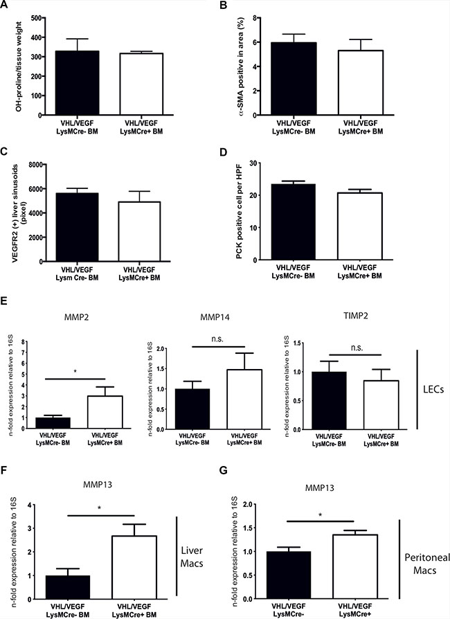 Simultaneous targeting of VEGF and VHL in myeloid cells reverses the phenotype of VHL deletion.