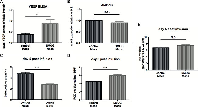 Infusion of macrophages treated with a HIF-inducing prolyl-hydroxylase inhibitor accelerates fibrosis resolution.