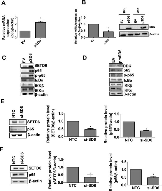 SETD6 induces canonical NF-&#x03BA;B signaling.