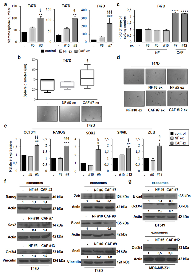 CAF exosomes promote stemness, epithelial&#x2013;mesenchymal transition, and anchorage-independent cell growth.