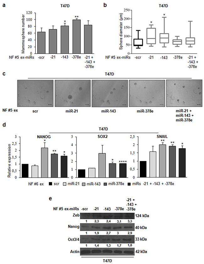 NF exosomes transfected with miRs -21, -143, -378e, similarly to CAF exosomes, promote stemness and epithelial-mesenchymal transition phenotype.