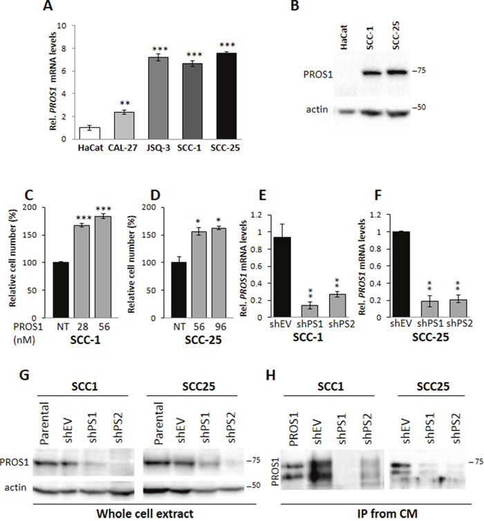 PROS1 is expressed in OSCC cells and stimulates cell proliferation.