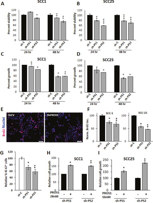 PROS1 kd affects cell viability and proliferation.