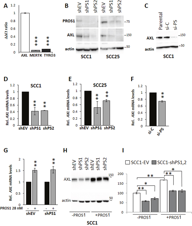 PROS1 regulates AXL expression in OSCC.