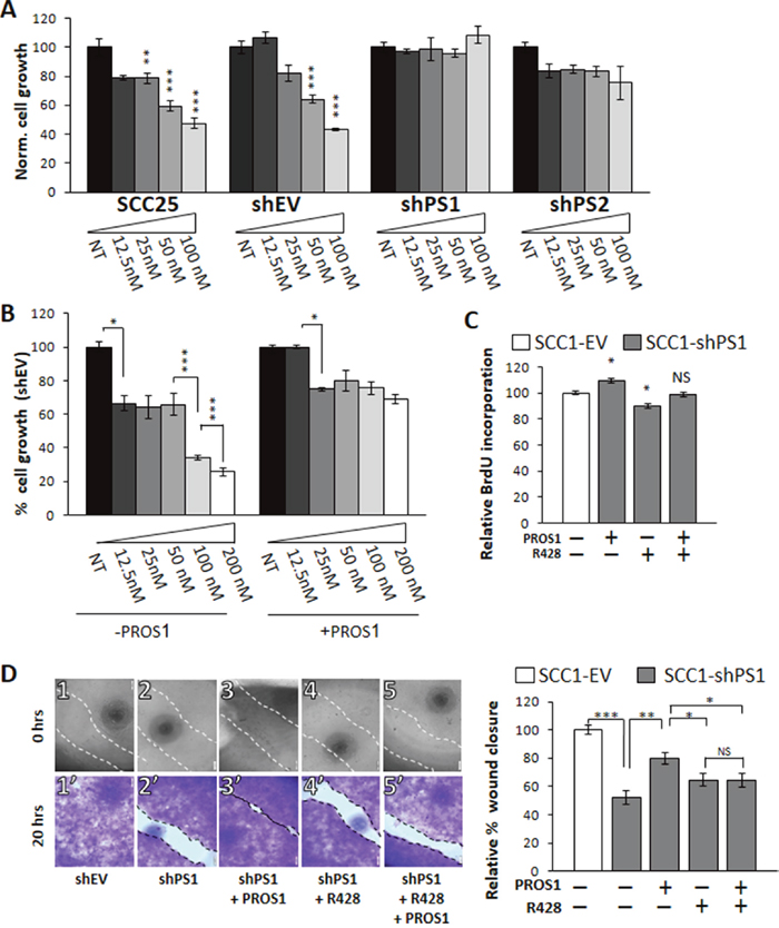PROS1 modulates the sensitivity of OSCC to the AXL inhibitor R428.