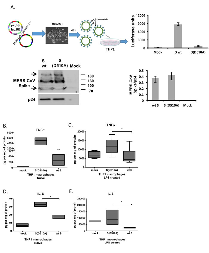 MERS-CoV S glycoprotein suppressed LPS-induced cytokine production in THP1 cells.