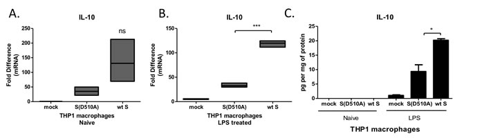 MERS-CoV S glycoprotein augmented LPS-induced IL-10 production.