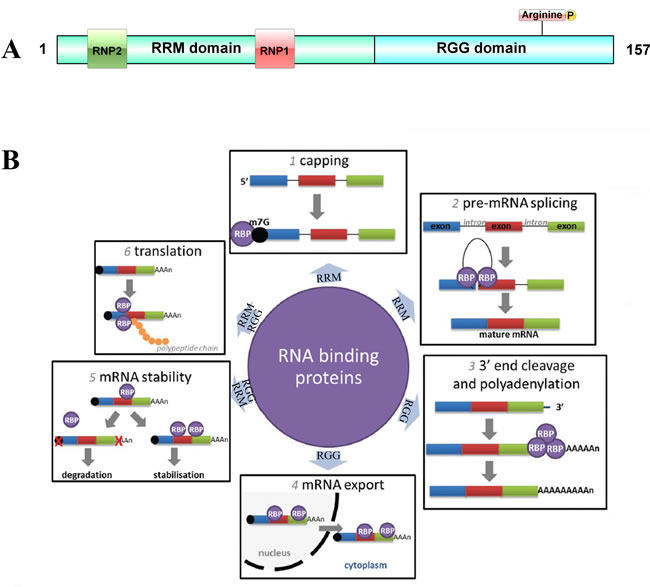 The posttranscriptional regulation controlled by RNA binding proteins.