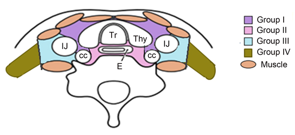 For the lower cervical region is divided into four sub-regions based on the Japan Esophageal Society (JES) and previous literature.