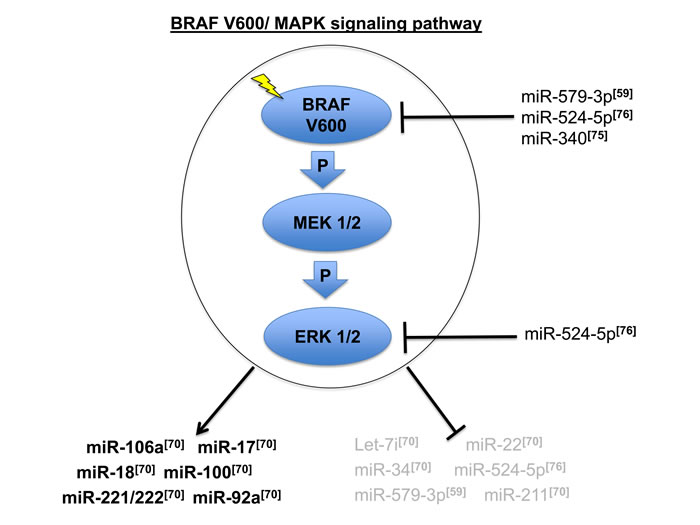 Oncogenic BRAF V600/MAPK signaling pathway and the most relevant miRNAs connected to its deregulation in metastatic melanoma [59, 70, 75, 76].