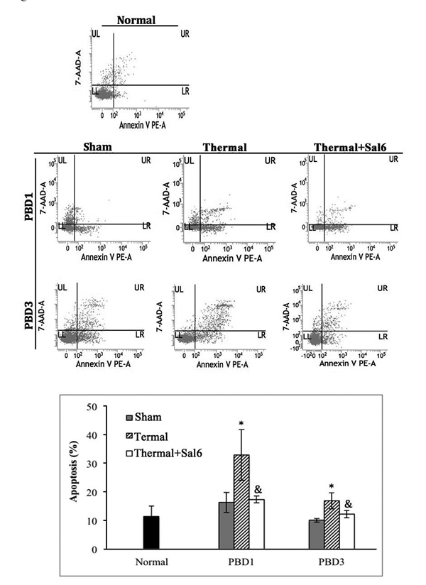 Sal-treatment decreased the apoptosis rate of splenic DCs in thermal injured mice.