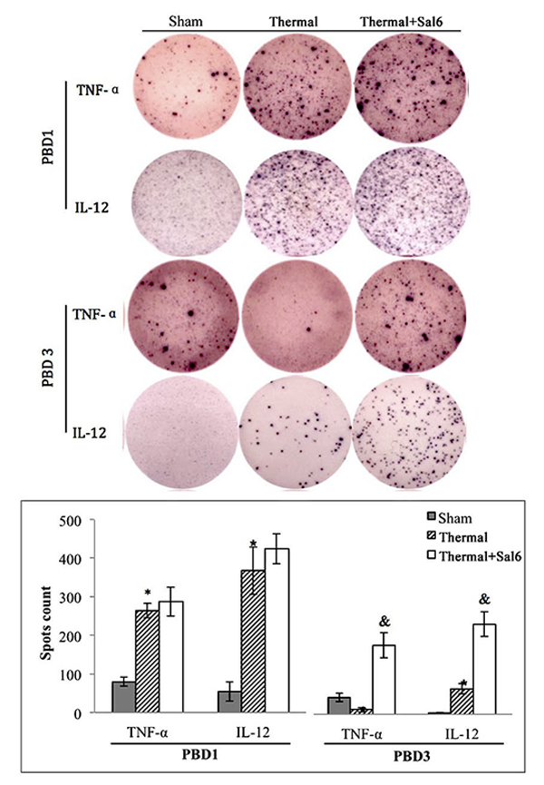 Sal treatment improved the secretion ability of splenic DCs in thermal injured mice.