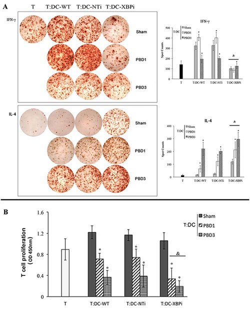 DCs from XBPi-burn mice could induce more notable hypo-responsiveness of CD4