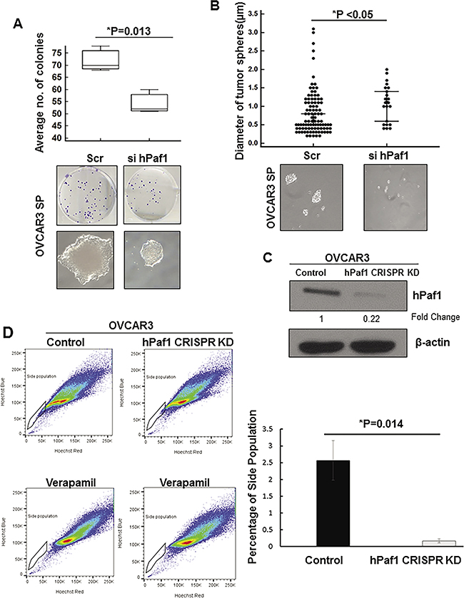 Functional studies with hPaf1/PD2 knockdown ovarian cancer stem cells. (A)