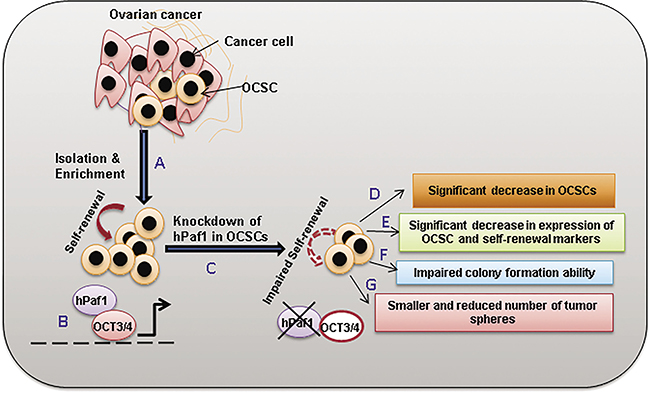 Overall scheme depicting the role of hPaf1/PD2 in the maintenance of OCSCs.