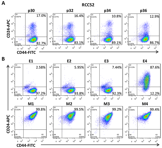 Two color cytofluorometric analysis on RCC52 cells and the clonal sublines.