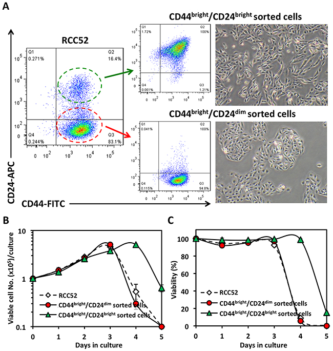 Morphology and in vitro growth patterns of sorted RCC52 subsets.