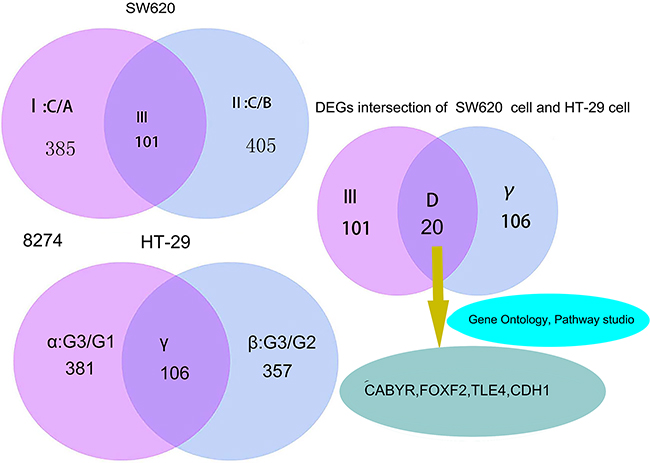 Gene screening process and DEGs intersection of SW620 and HT-29 cells.