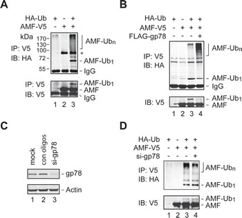 Polyubiquitylation of AMF by gp78.