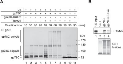 gp78 is a substrate of TRIM25.