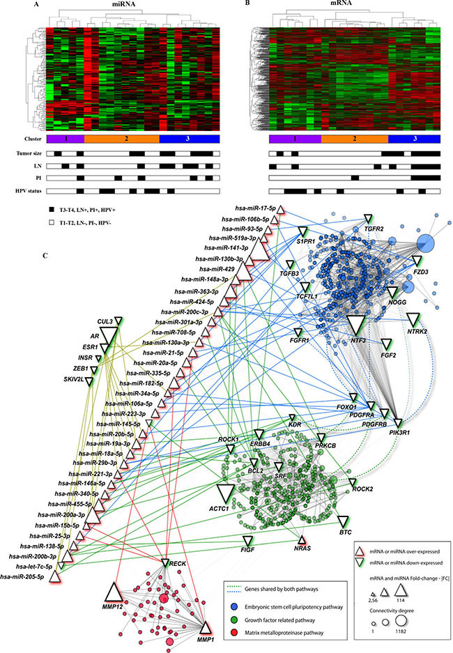 mRNA and miRNA unsupervised hierarchical clustering and pathway analysis with the genes found in the integrative analysis.