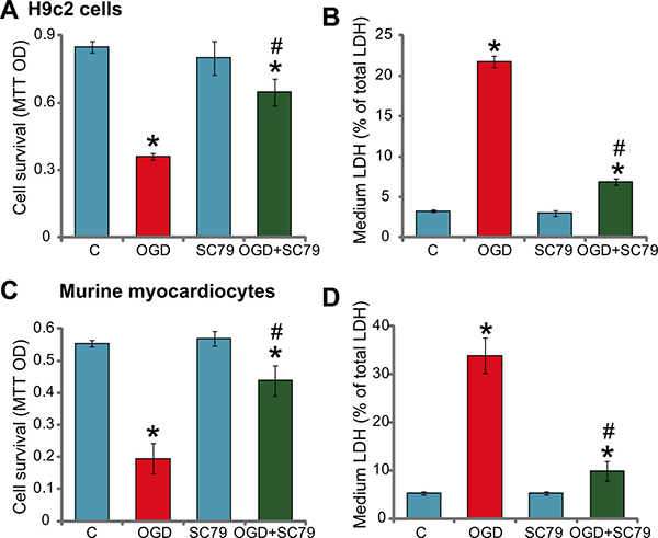 SC79 protects myocardial cells from OGD/re-oxygenation.