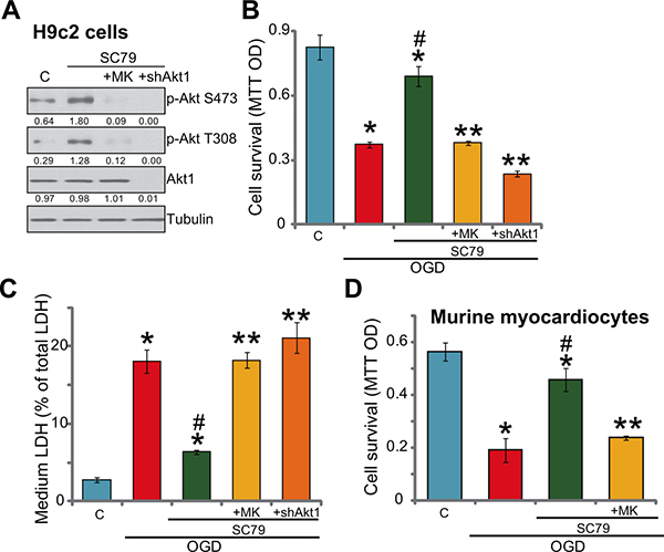 SC79-induced myocardial cytoprotection against OGD/re-oxygenation requires Akt activation.