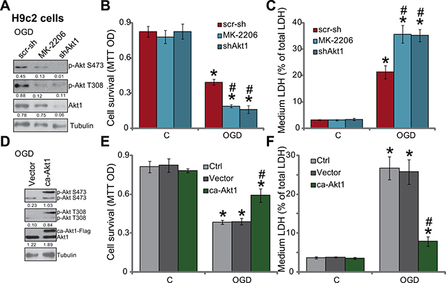 OGD/re-oxygenation-induced myocardial cell death is exacerbated with Akt inhibition, but is attenuated with forced-activation of Akt.