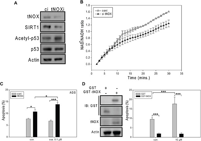 The effects of siRNA-mediated tNOX knockdown or tNOX overexpression on oxaliplatin-induced apoptosis in AGS cells.