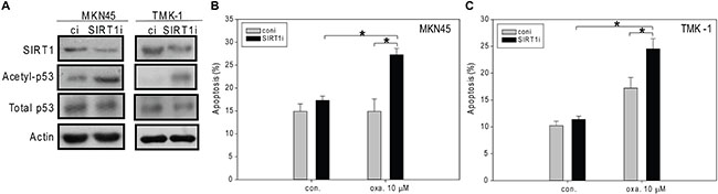 The siRNA-mediated knockdown of SIRT1 enhances oxaliplatin-induced apoptosis in MKN45 and TMK-1 cells.