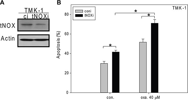 The effects of siRNA-mediated tNOX knockdown on oxaliplatin-induced apoptosis in TMK-1 cells.