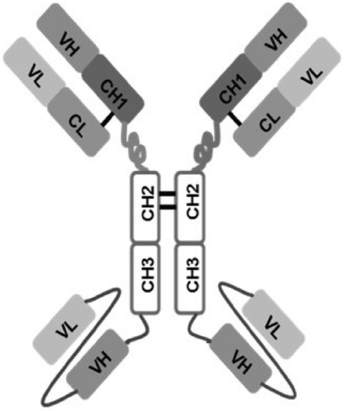 Schematic representation of 1N11-T comprising 1N11 scFv linked to CH3 domain of 1N11 by Gly-Ser-Ser linker.