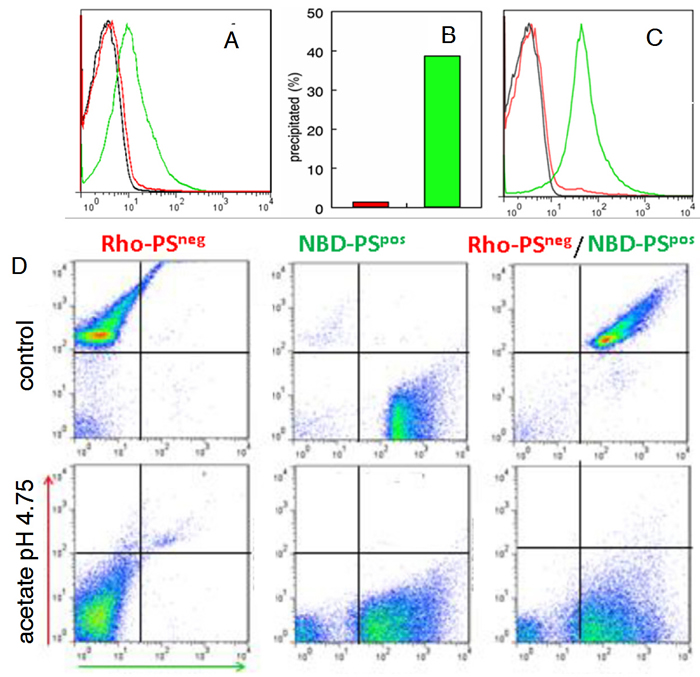 Tumor exosomes express PS.