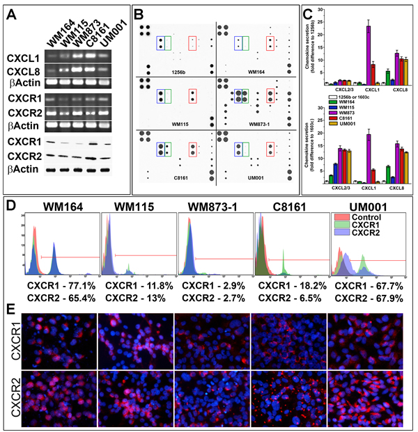 Analysis of chemokines and receptors in primary melanoma cells.