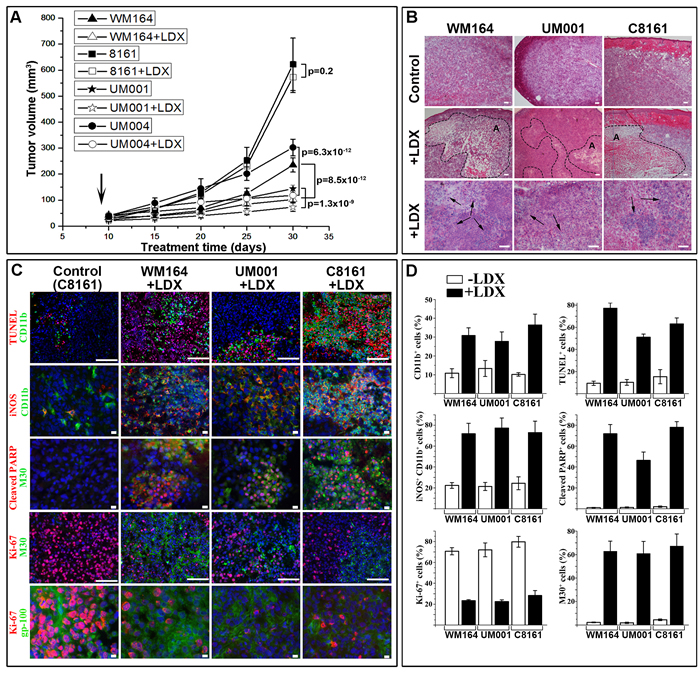 LDX-mediated inhibition of melanoma xenotransplants