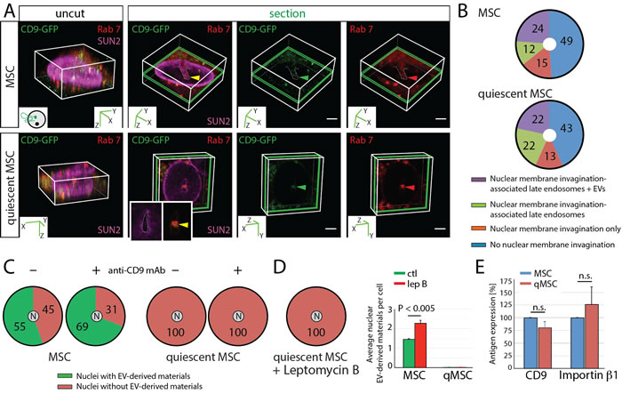 Lack of EV-derived Biomaterials in Nuclei of Quiescent MSCs.