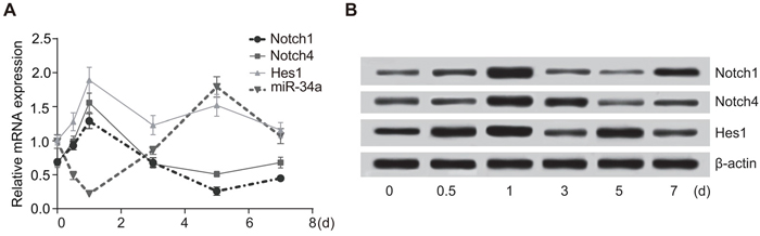 The expressions of miR-34a and Notch receptors in rats.