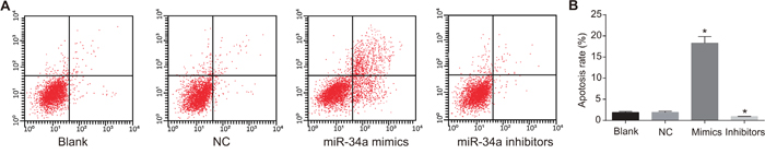 Cell apoptosis in the blank, NC, miR-34a mimics and miR-34a inhibitors groups at 48 h after transfection detected using Annexin V/PI staining method.