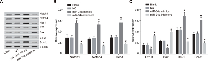 Expressions of Notch signaling pathway-related proteins and cell cycle and apoptosis-related proteins in the blank, NC, miR-34a mimics and miR-34a inhibitors groups.