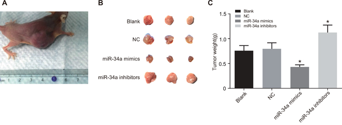 The growth of xenograft tumor in nude mice the blank, NC, miR-34a mimics and miR-34a inhibitors groups.