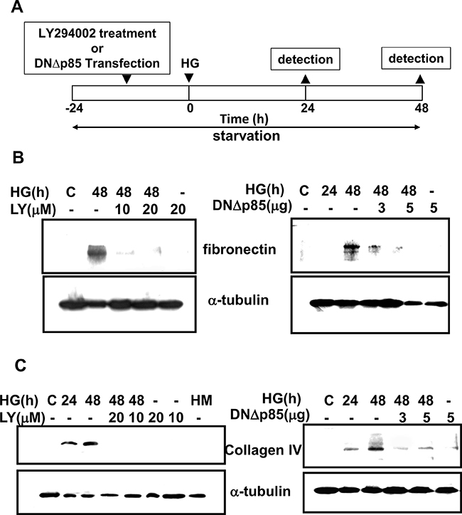 Induction of extracellular matrix proteins by high glucose in RMCs.