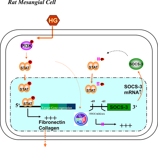 Schematic representation of proposed intracellular signaling leading to high glucose-induced extracellular matrix formation in RMCs.