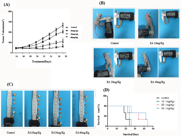 EA inhibits the growth of PANC-1 xenografts in Balb c nude mice.