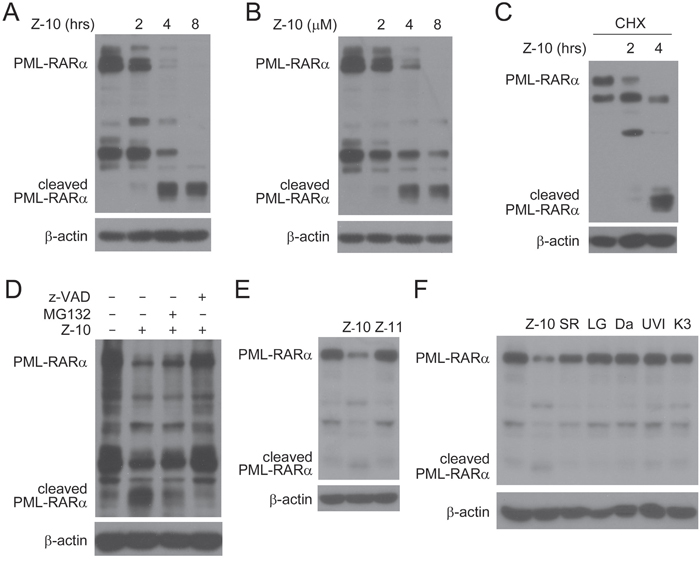 PML-RAR&#x03B1; reduction induced by Z-10 through cleavage.
