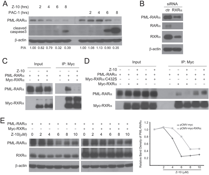 The inhibition of PML-RAR&#x03B1;/RXR&#x03B1; complex formation by Z-10.